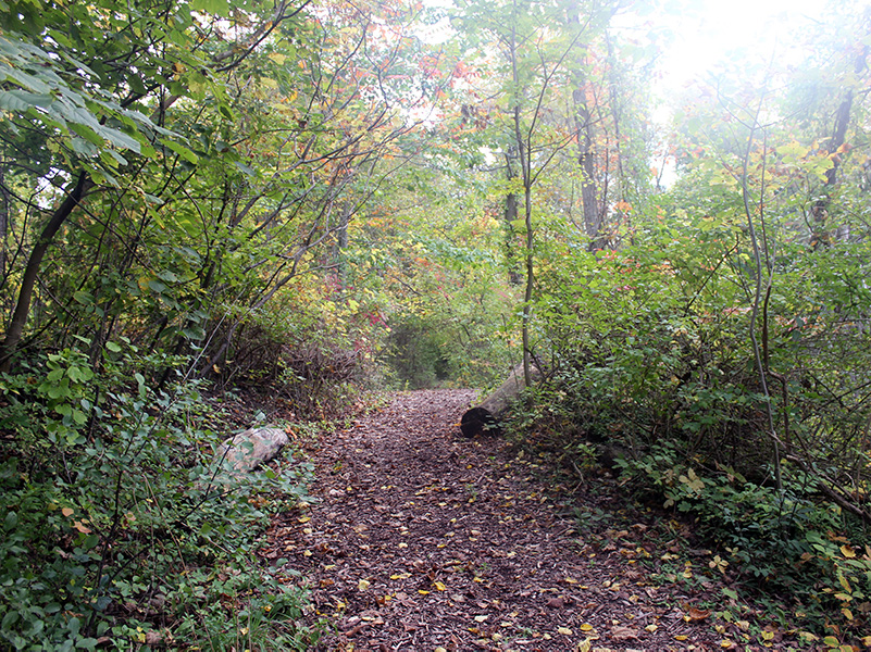 trail through dense woodland