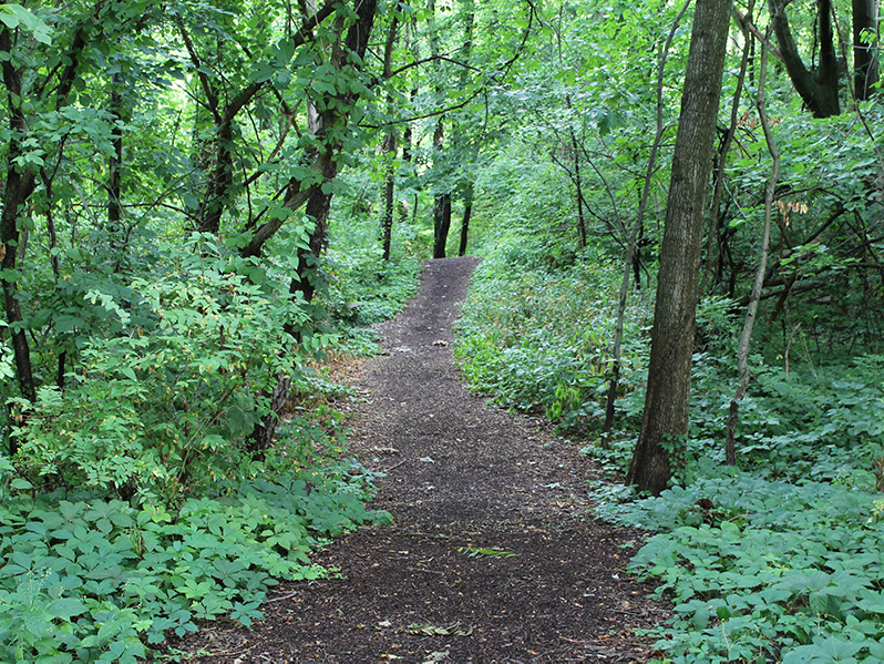 Trail through lush forest