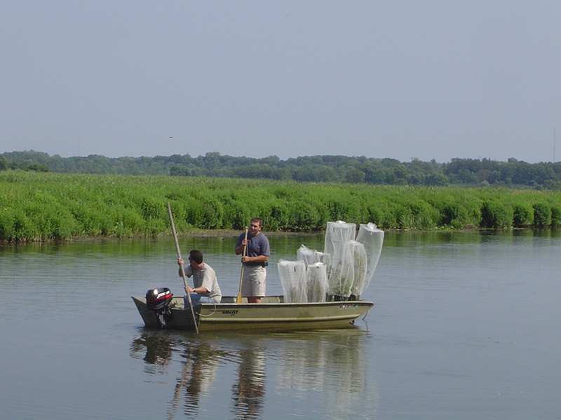 Releasing Phragmites Beatles in a wetland along the Kalamazoo River