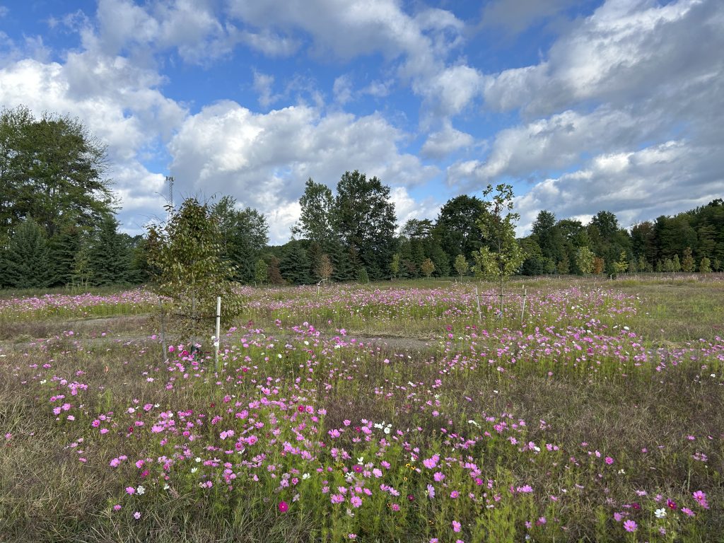 Field of cosmos