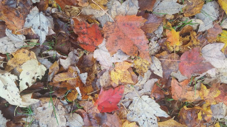 fall leaves